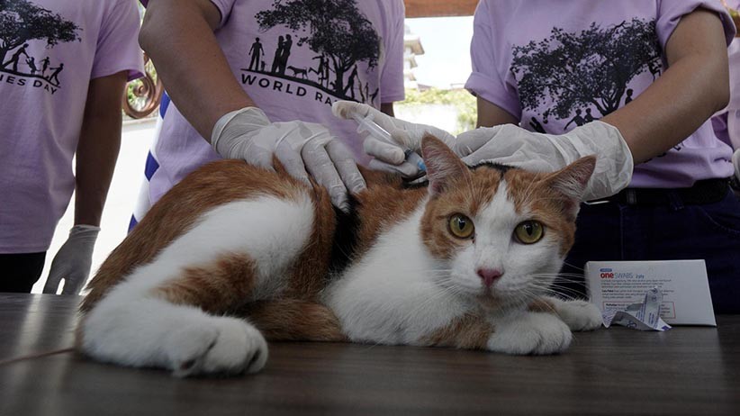 Melihat Reaksi Kucing-Kucing Disuntik Vaksin Rabies Bikin Gemas - Bagian 2