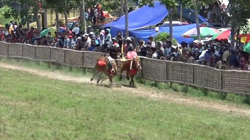 Sempat Jadi Polemik, Karapan Sapi di Bangkalan Akhirnya Boleh Digelar saat Pandemi 