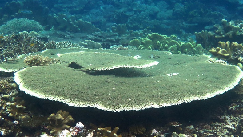 title Dispar Gorontalo Dorong Kreator Banjiri Medsos untuk Konten Pariwisata Dispar Gorontalo Dorong Kreator Banjiri Medsos untuk Konten Pariwisata