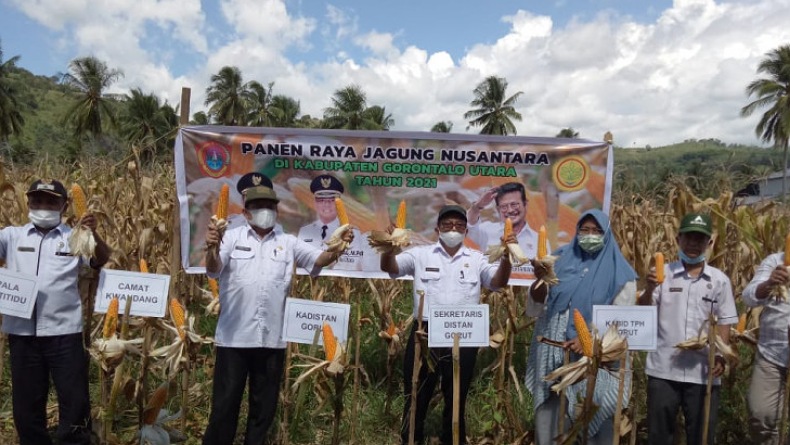 Gorontalo Utara Genjot Produksi Komoditas Jagung
