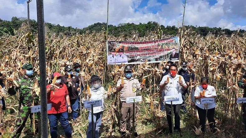 Sulut Panen Raya Jagung 10 Ton, Stok Pakan Ternak Diharapkan Tercukupi