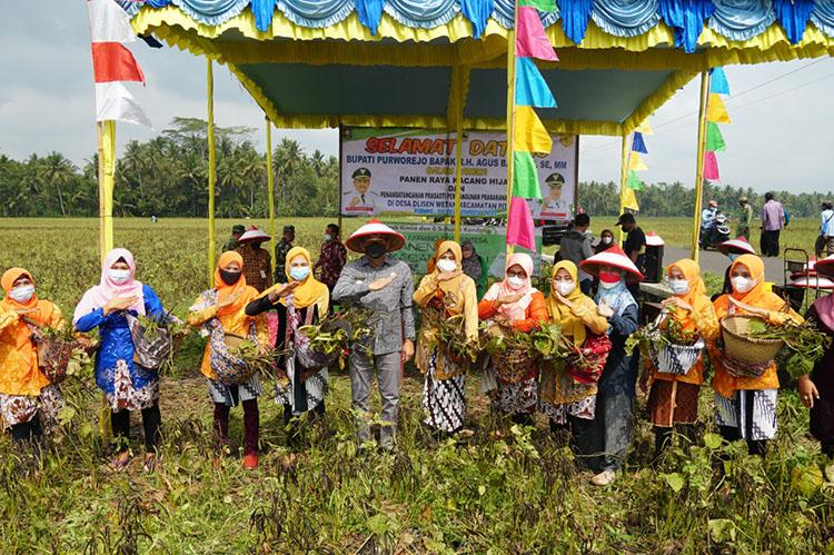  Petani Purworejo Sukses Budi Daya Tanaman Kacang Hijau