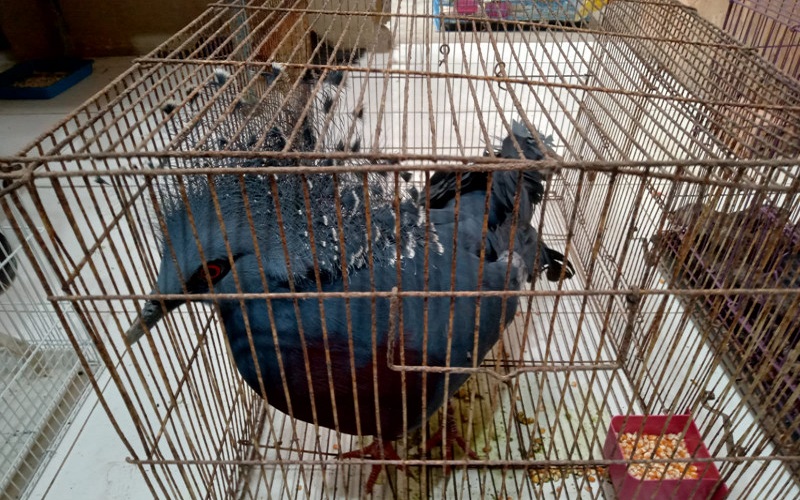 31 Burung Dilindungi yang Ditinggalkan di Jalintim Mati, Polda Sumsel Kejar Pelaku