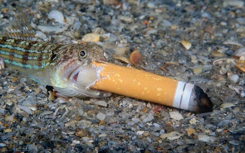 Ikan Ini Tertangkap Kamera Sedang Merokok, Faktanya Mengenaskan