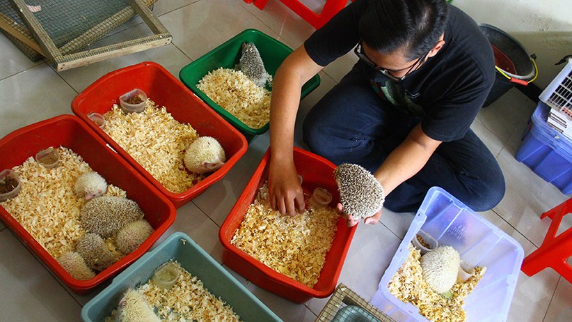 Peternak Landak Mini Kewalahan Penuhi Permintaan - Bagian 2