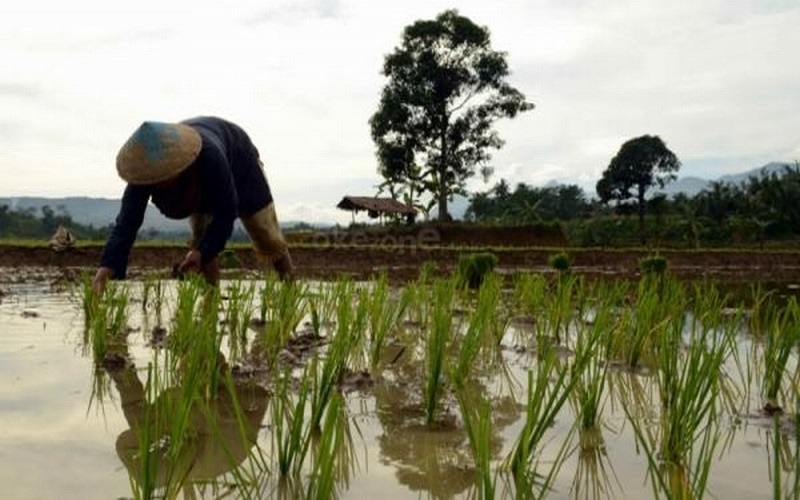 Banjir di Kalimantan Barat Bikin 168 Hektare Tanaman Padi Puso
