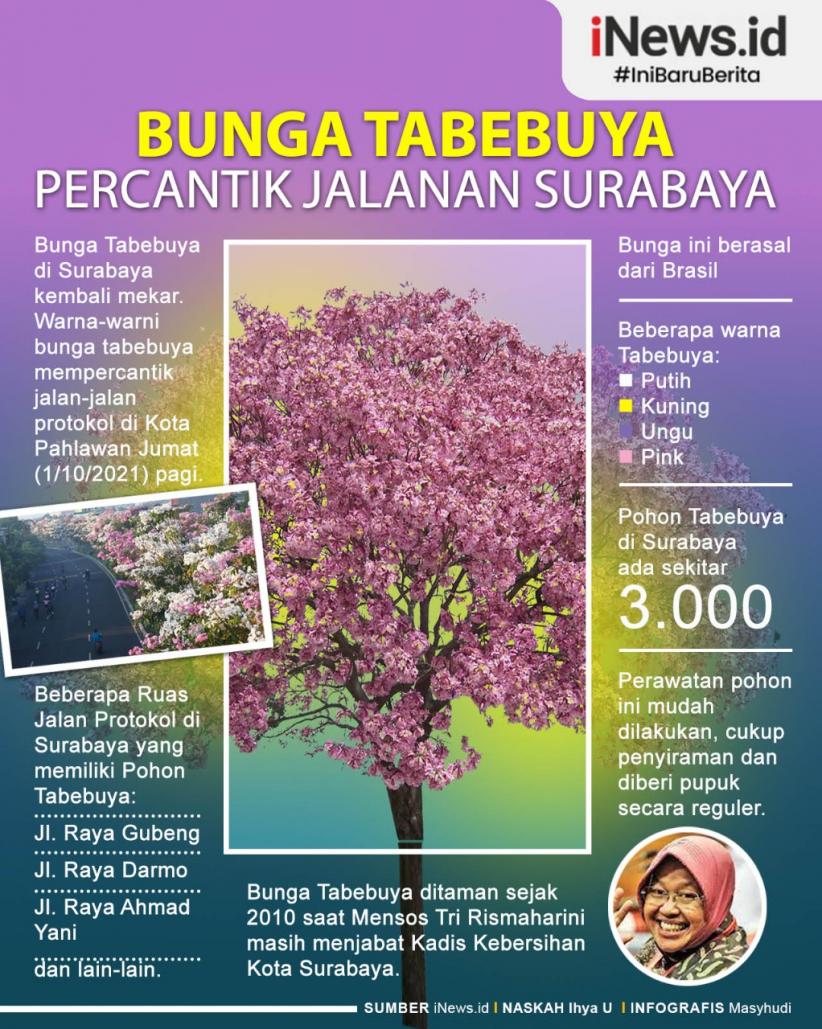 Infografis Bunga Tabebuya Percantik Jalanan Kota Surabaya