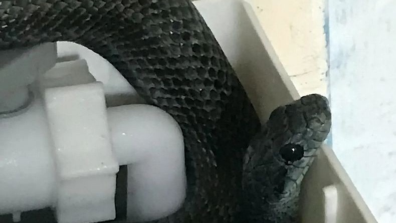 Digigit Ular di Kamar Mandi, Bocah 6 Tahun Tewas