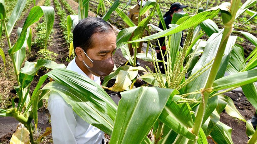 Momen Presiden Jokowi Membantu Petani Tanam Jagung di Sorong Papua Barat - Bagian 3