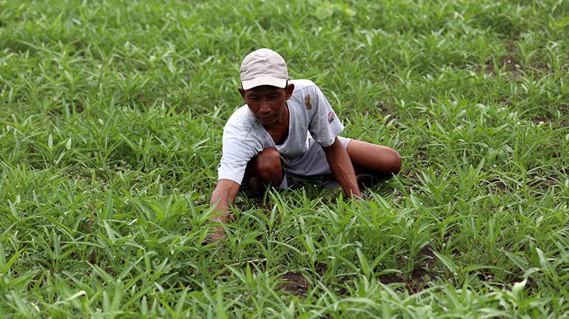 Petani Keluhkan Harga Pupuk yang Terus Naik - Bagian 3