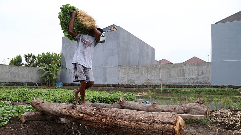Petani Keluhkan Harga Pupuk yang Terus Naik - Bagian 2