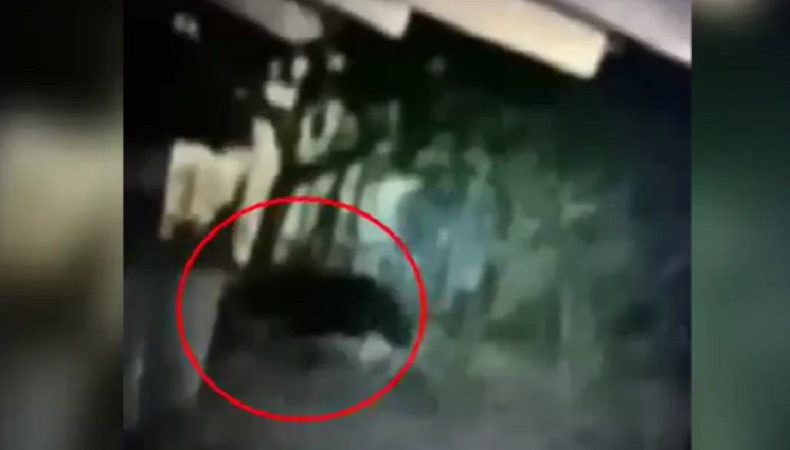 Terekam Kamera, Beruang Madu Muncul di Permukiman Warga Sampit Diduga Cari Makan