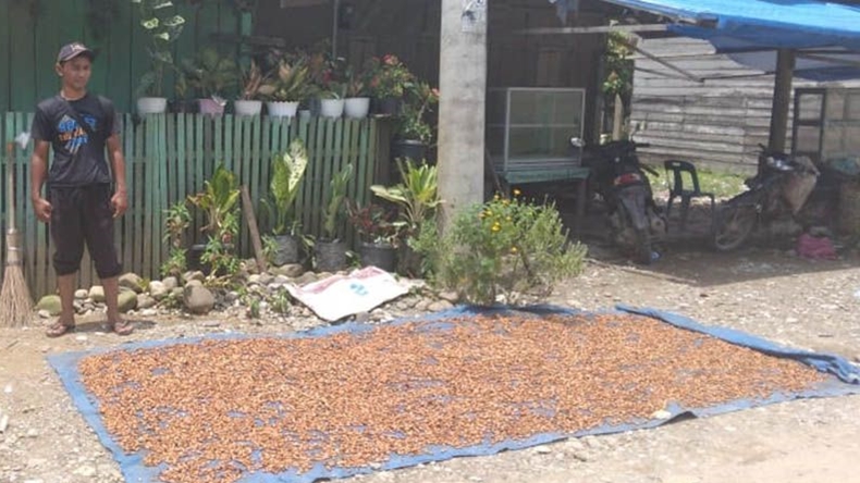Kabar Baik, Harga Biji Kakao di Aceh Utara Naik Jadi Rp34.000 per Kg