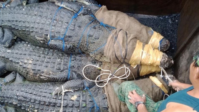 Foto-Foto Tumpukan Buaya Ganas Seberat 400 Kg Dievakuasi, Total 30 Ekor