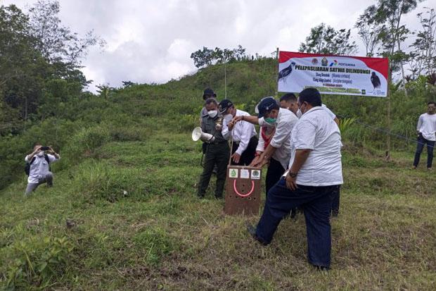  Elang Jambul dan Brontok Dilepasliarkan di Gunungkelir, Kulonprogo