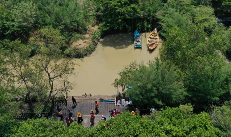 Tahura dan Kebun Raya Mangrove Surabaya Segera Beroperasi