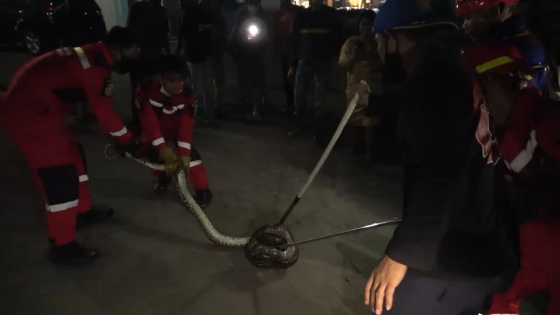 Penemuan Ular Piton di Makassar Gegerkan Warga, Terlihat Nyaris Makan Kucing