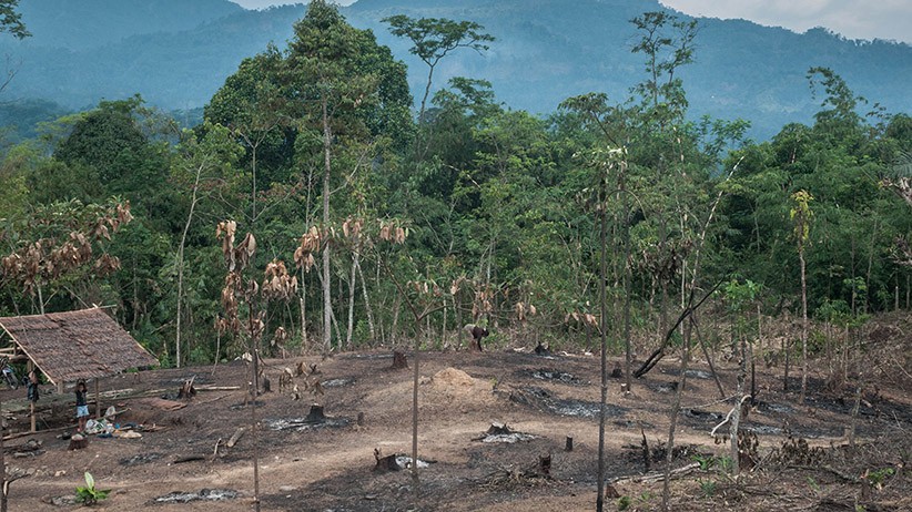 Tradisi Ngaduruk Suku Badui, Membersihkan Ladang dengan Dibakar - Bagian 2