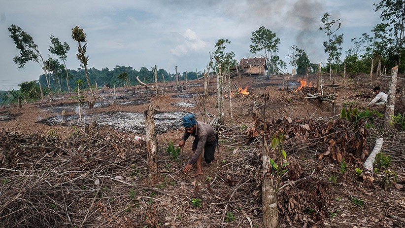 Tradisi Ngaduruk Suku Badui, Membersihkan Ladang dengan Dibakar - Bagian 1