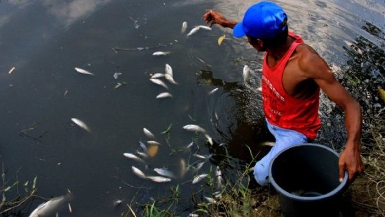 Ikan di Sungai Nagan Raya Mati Mendadak, Diduga akibat Pencemaran Lingkungan