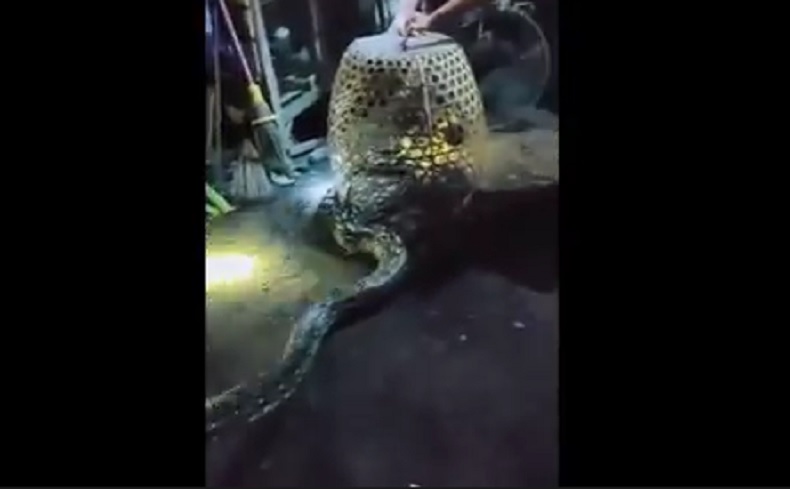 Dengar Suara Ayam Tengah Malam, Warga Jembrana Bali Temukan Ular Sanca 4 Meter