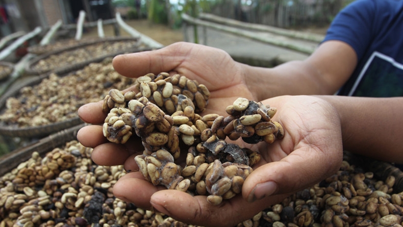 Pemasaran Kopi Luwak Agam Terganggu, Omset Penjualan Turun
