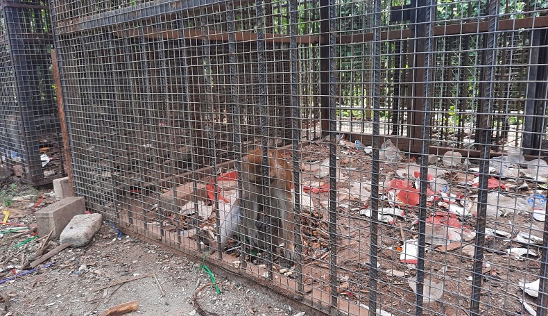 7 Monyet Peliharaan Pemkab Karawang Telantar dan Makan Sampah