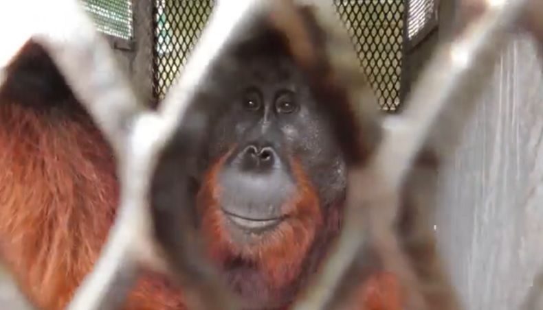 Diduga Kehabisan Makanan, Orangutan Muncul di Kawasan Bandara Iskandar Pangkalan Bun