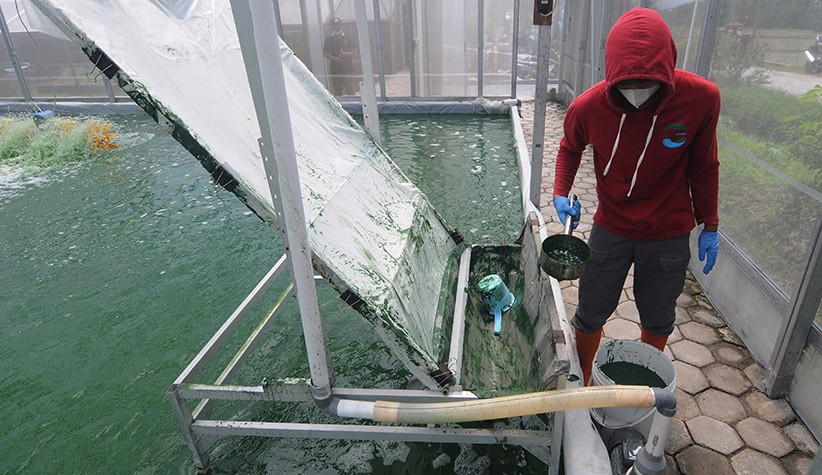 Budi Daya Alga Klaten Berkualitas Diekspor ke Amerika Serikat hingga Rusia - Bagian 3