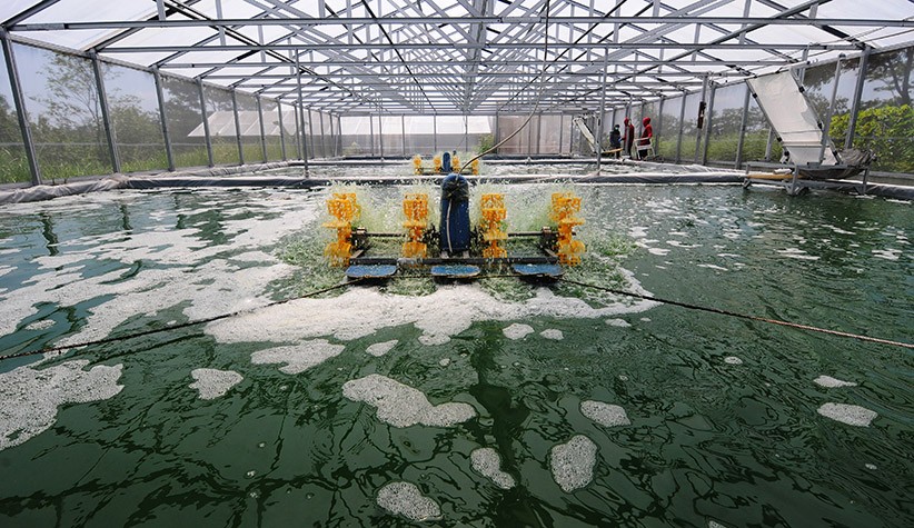 Budi Daya Alga Klaten Berkualitas Diekspor ke Amerika Serikat hingga Rusia - Bagian 2