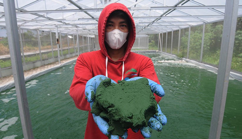 Budi Daya Alga Klaten Berkualitas Diekspor ke Amerika Serikat hingga Rusia - Bagian 1