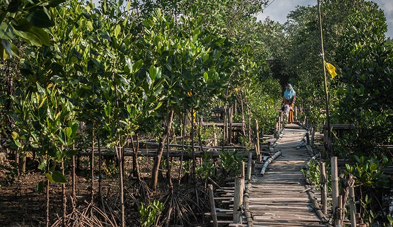 34.000 Hektare Mangrove Direhabilitasi hingga Akhir Tahun 2021 - Bagian 1