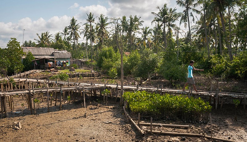 34.000 Hektare Mangrove Direhabilitasi hingga Akhir Tahun 2021 - Bagian 2