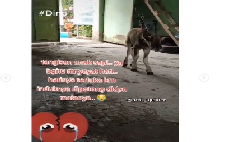 title Anak Sapi yang Viral Menangis usai Lihat Induknya Disembelih Akhirnya Mati Anak Sapi yang Viral Menangis usai Lihat Induknya Disembelih Akhirnya Mati