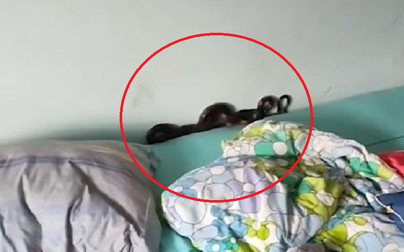 Bayi 5 Bulan Ini Tak Mau Tidur, Ternyata Ada Ular Hitam di Bawah Bantal