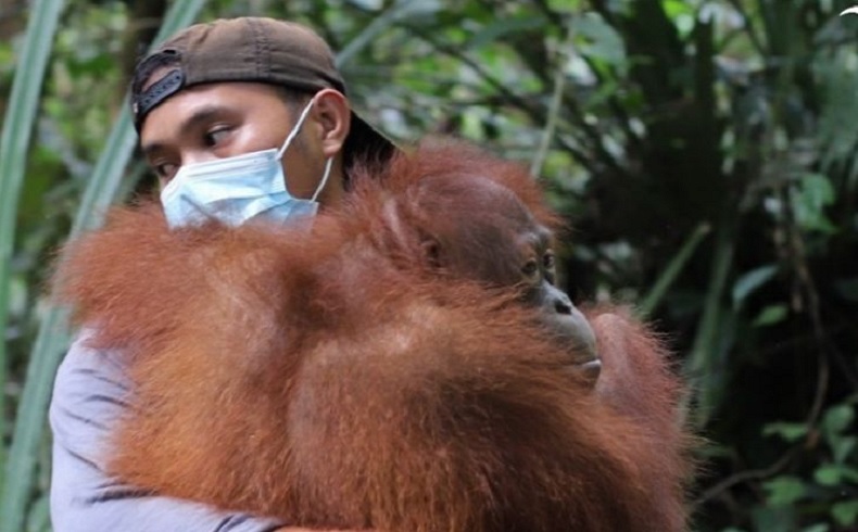 Melihat Pelepasliaran 3 Orangutan Betina di Taman Nasional Betung Kerihun Kalbar
