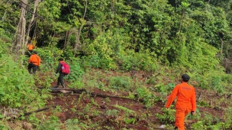 Ditunggu Makan Siang tapi Tak Kunjung Pulang, Petani di Luwu Timur Hilang di Hutan