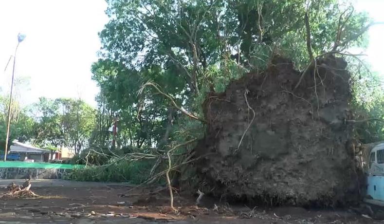 Angin Kencang Terjang Pantai Kartini Jepara, Sejumlah Pohon Besar Tumbang dan Kios Rusak