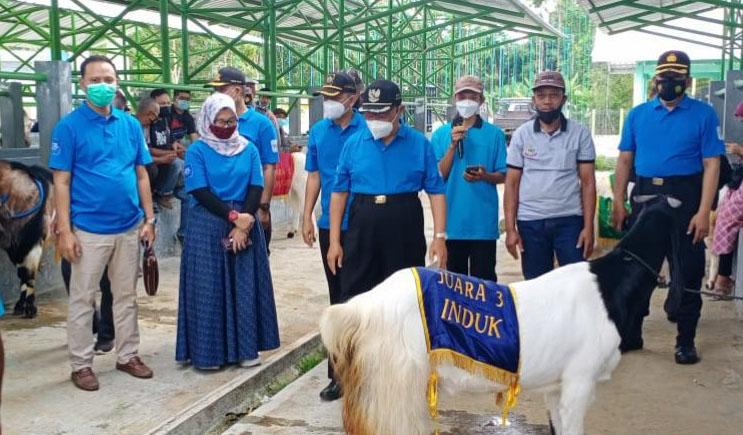 title 211 Kambing PE dan Sapi PO Ikuti Kontes di Kulonprogo 211 Kambing PE dan Sapi PO Ikuti Kontes di Kulonprogo