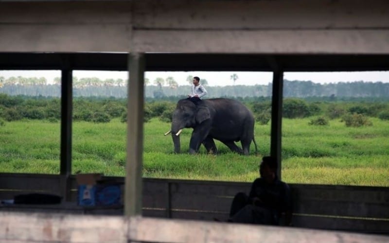 5 Tempat Wisata di Banyuasin Sumatera Selatan yang Wajib Dikunjungi, Nomor 5 Memandikan Gajah