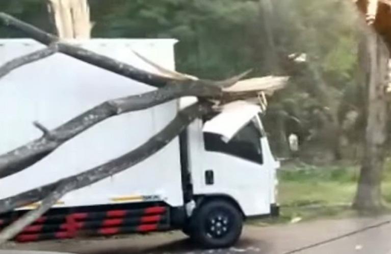 Batang Pohon Trembesi di JLS Salatiga Tumbang Timpa Kabin Truk hingga Ringsek