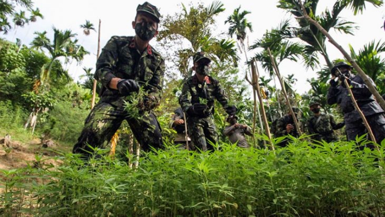 BNN Musnahkan Ladang Ganja di Aceh, Batangnya Dicabut lalu Dibakar