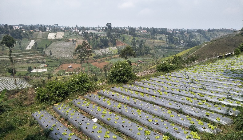 Demi Bertahan Hidup, Petani di Lembang KBB Banyak Jual Lahan 