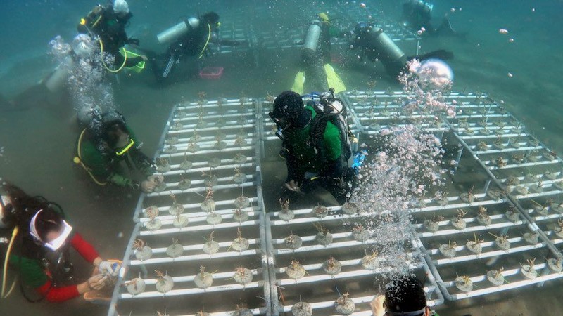Dukung Ekonomi Hijau, OJK Tanam 1.000 Bibit Terumbu Karang di Pantai Malalayang - Bagian 2