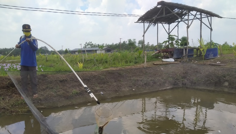 Heboh, Ratusan Warga Jambi Rugi Miliaran Rupiah usai Investasi Ternak Lele secara Online