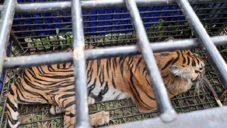 Harimau Buas Pemangsa Warga Tertangkap Perangkap Besi, Ini Penampakannya