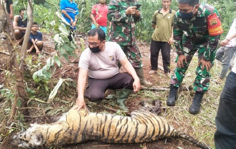 Terjerat Perangkap, Harimau Sumatera Sepanjang 2 Meter di Riau Ditemukan Mati