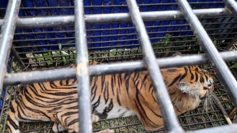Harimau yang Terkam Warga Merangin hingga Tewas Akhirnya Ditangkap