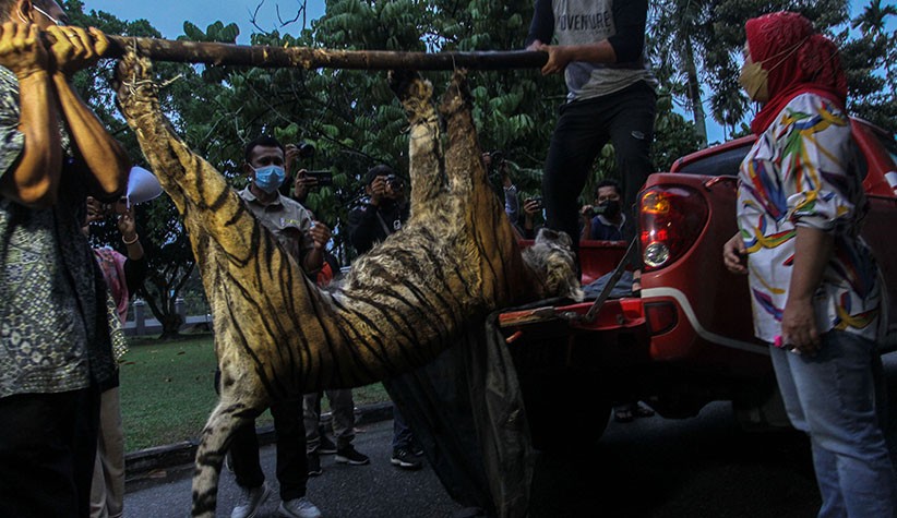 Harimau Sumatera Ditemukan Mati Terjerat di Desa Tanjung Leban Pekanbaru - Bagian 3