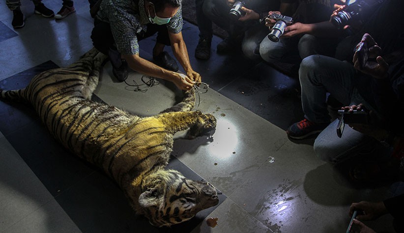 Harimau Sumatera Ditemukan Mati Terjerat di Desa Tanjung Leban Pekanbaru - Bagian 2